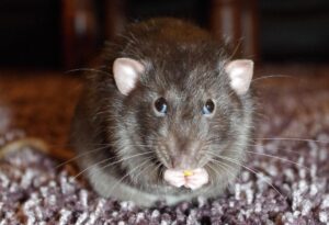 Repelenty zwalczające szczury – czy są skuteczne?